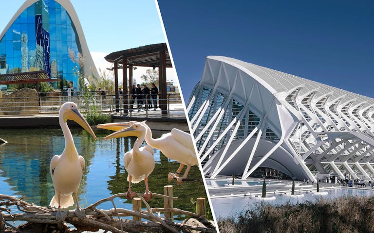 City of Arts & Sciences + Oceanogràfic + Museo combo